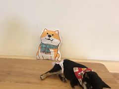 -柴犬小屋·柴餐厅·狗咖食堂(金鼎广场店)