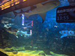 -烟台海昌鲸鲨海洋公园