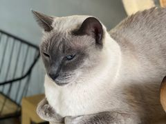 -豆逗聊愈猫阁Easy Life