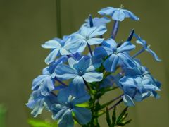 -东莞植物园