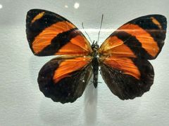 -上海昆虫博物馆