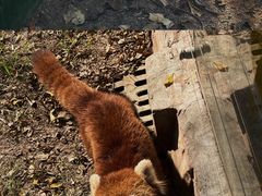 -灵玲国际马戏城