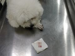 -乐嘟嘟宠物医院