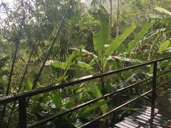 -呀诺达热带雨林