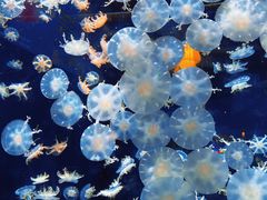 -太平洋海底世界