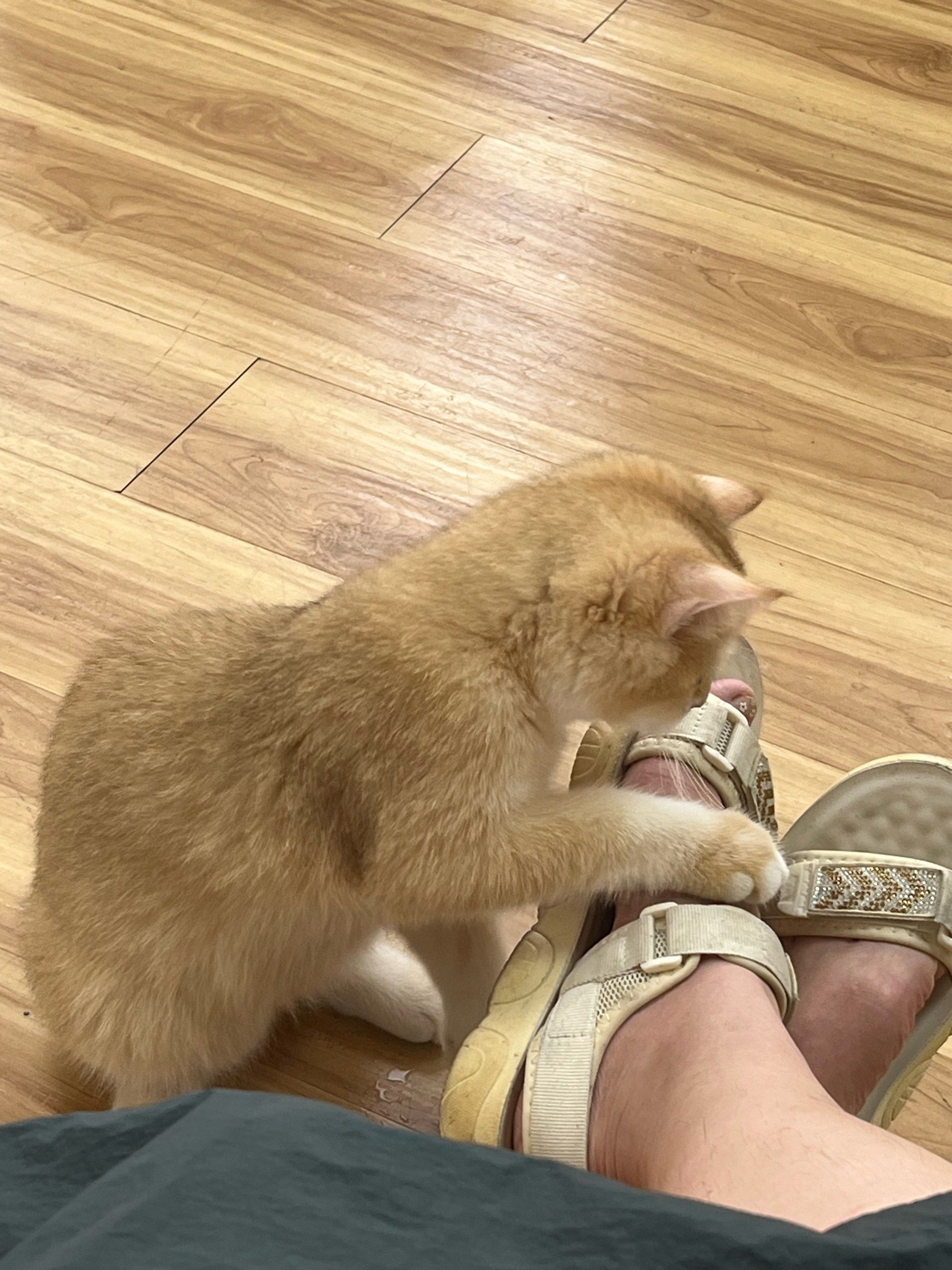 live图!看爱扒脚的小猫咪93哈哈哈