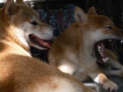 -柴犬高等学院·狗咖·柴犬售卖·宠物训练