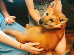 -柴犬高等学院·狗咖·柴犬售卖·宠物训练
