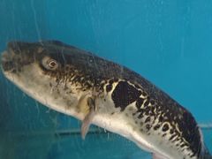 -天正河鲀·河豚亭(大连店)