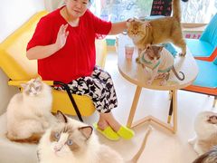 -猫在这儿猫咪咖啡馆·撸猫馆