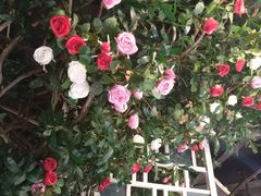 -翠湖湾海鲜音乐餐厅