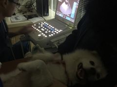 b超室，医生超级有耐心，做了好仔细，告诉我们，看看，熊中午吃的东西还没有消化完-芭比堂宠物医院·全科爱猫医院·仁德分院