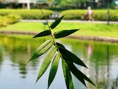-晓港公园