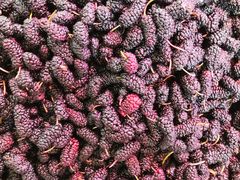 -聚家乐生鲜超市(枫林路店)