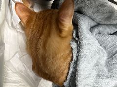 -纳吉亚猫专科动物诊疗中心(蒋宅口分院)