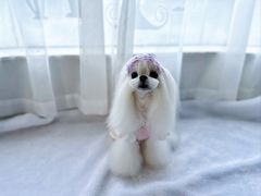 -鑫艺宠物美容培训学校