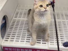 -lincat·猫舍(广州店)