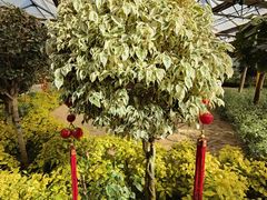 -南宫五洲植物乐园