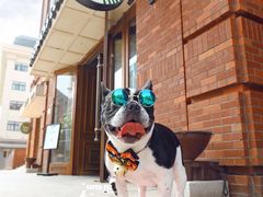 -超宠爱宠物摄影-Super pet