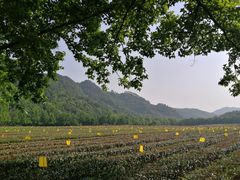 -中国茶叶博物馆(双峰馆区)