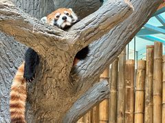 -石家庄市动物园