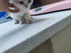 -宠颐生宠物医院·异宠猫科内科·诊疗中心宠巢店