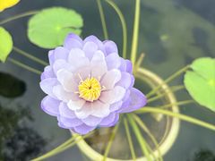 -池杉湖湿地公园