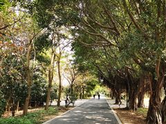 -海珠湖公园