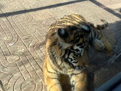 -西霞口神雕山野生动物世界