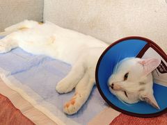 -喜洋洋宠物医院(震川路总店)