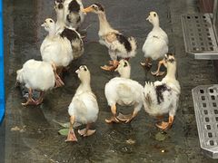 -苏州河梦清园环保主题公园