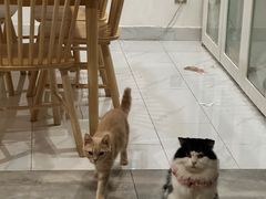-楼上猫咖(罗湖店)
