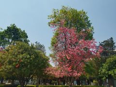 -巍山古城