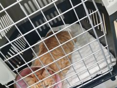 -伟伟宠物医院·CT影像中心·瑞派犬猫综合性门诊(汉口总院)