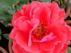 -松山湖梦幻百花洲