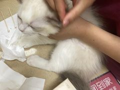 -艾贝尔宠物医院 ·内科全科(梁溪路店)