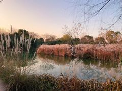 -梁鸿国家湿地公园