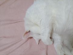 -艾贝尔宠物诊疗