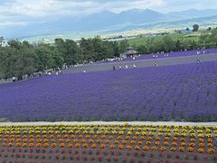 -富田农场