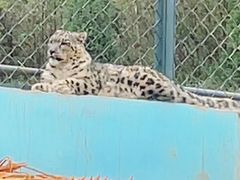 -青藏高原野生动物园