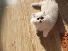 -欣宠猫屋·矮脚拿破仑·蓝金金渐层