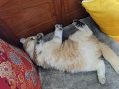 -东方名猫馆·英短金渐层布偶猫舍(环线广场1号楼店)