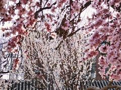-桃花堤公园