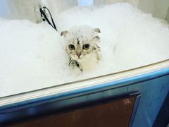 -PETKIT小佩宠物(古北店)