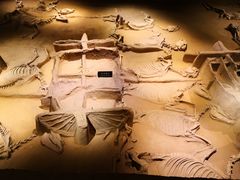 -洛阳周王城天子驾六博物馆