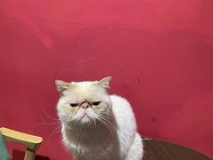 -猫色咖啡·猫咖