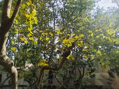 -毛辣果·酸(OHA复兴西路店)