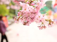 -南山植物园