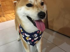 -柴务处·柴犬主题狗咖