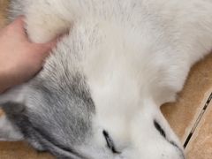 -Let's go狗咖·猫咖·奶狗·桌游(春熙路IFS店)